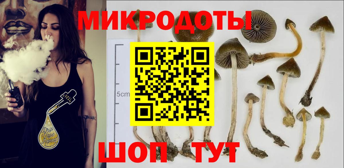 Псилоцибиновые грибы Psilocybine cubensis Россия